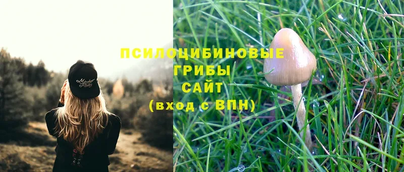 Галлюциногенные грибы Psilocybe  где можно купить наркотик  Каргополь 